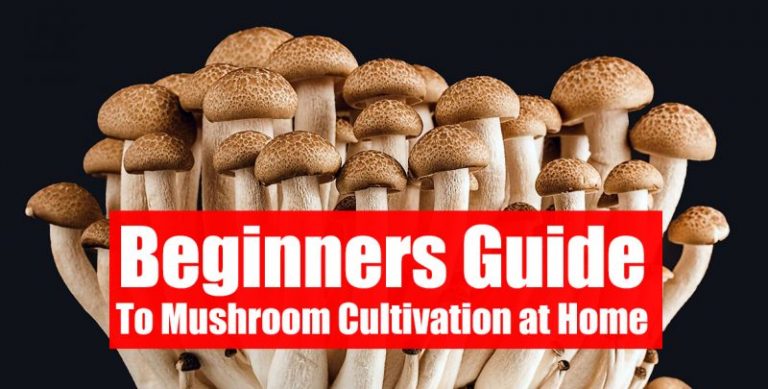 The Complete Guide to Growing Psilocybin Mushrooms at Home with the PF Tek