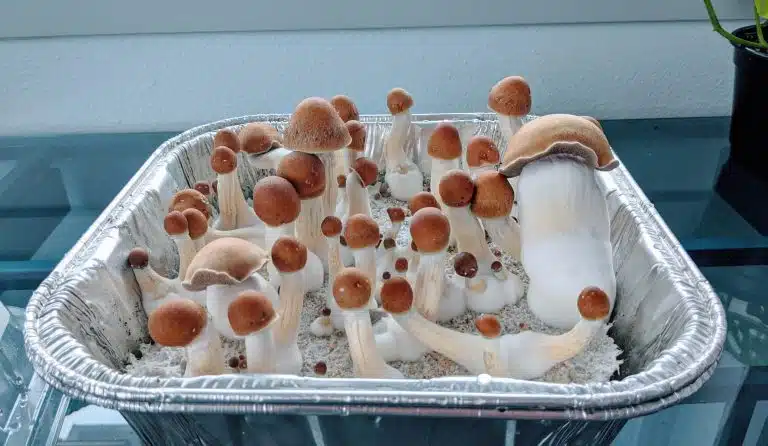 How to grow magic mushrooms the easy way