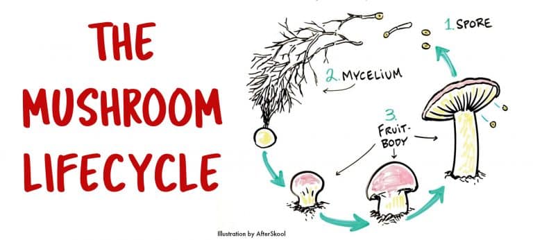What is Mycelium? How mushrooms are made