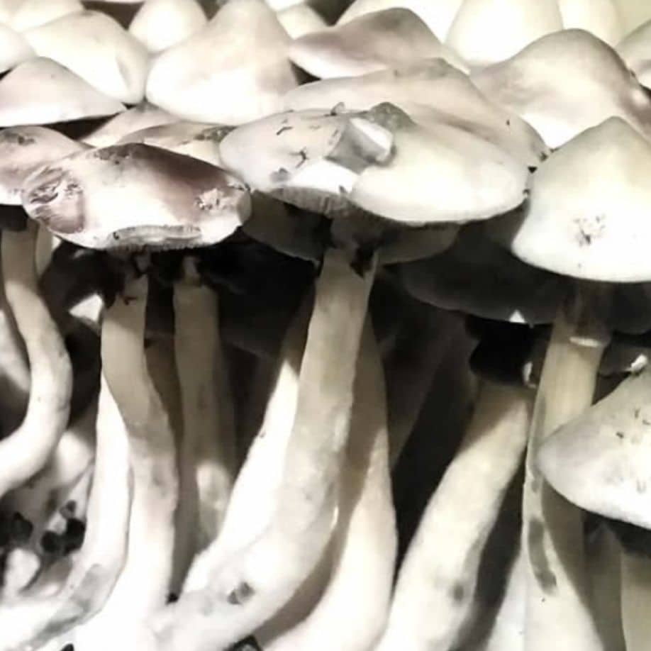 Albino A+ magic mushroom information