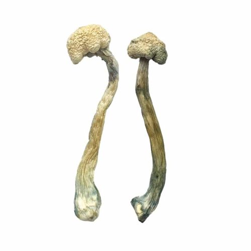 dried albino treasure coast mushrooms