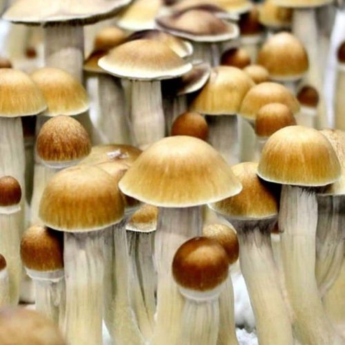 Amazonian Magic Mushrooms