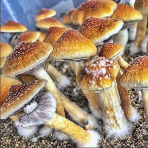 Golden teacher magic mushroom information