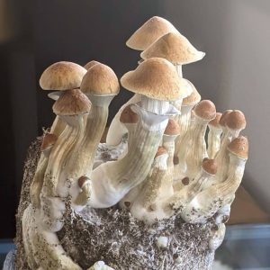Jedi Mind Fuck mushrooms growing