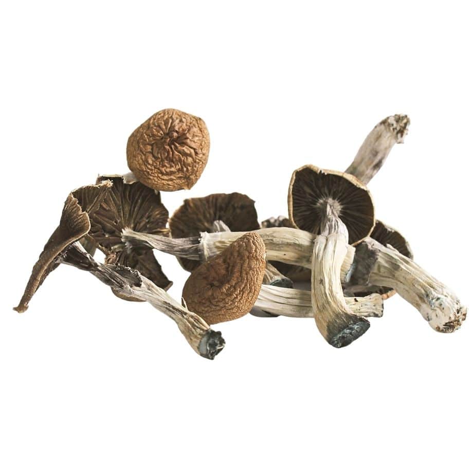 dried Mazatapec mushrooms