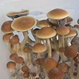 Mexicube mushroom information
