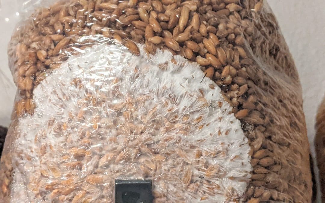 How to Inoculate Grain Spawn Using Injection Port Bags