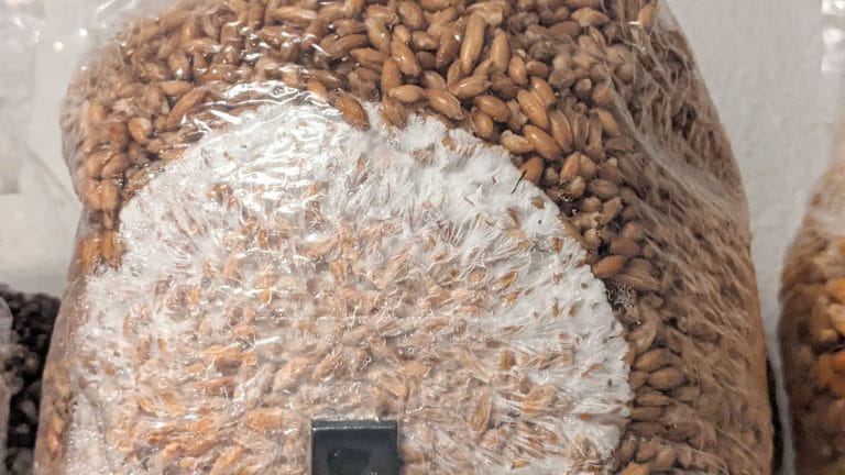 How to Inoculate Grain Spawn Using Injection Port Bags