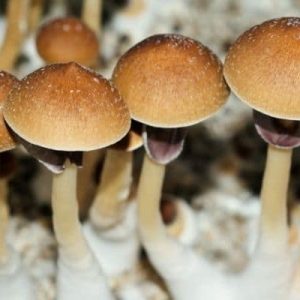 fiji magic mushroom information potency effects