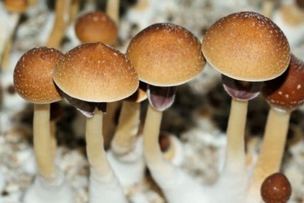 fiji magic mushroom information potency effects
