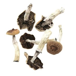 orissa india magic mushroom information
