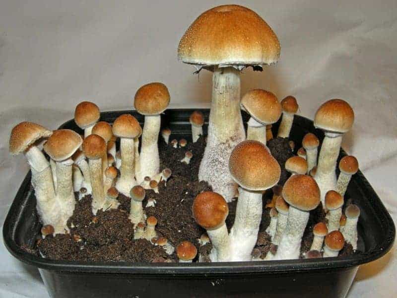 Z-Strain Mushrooms