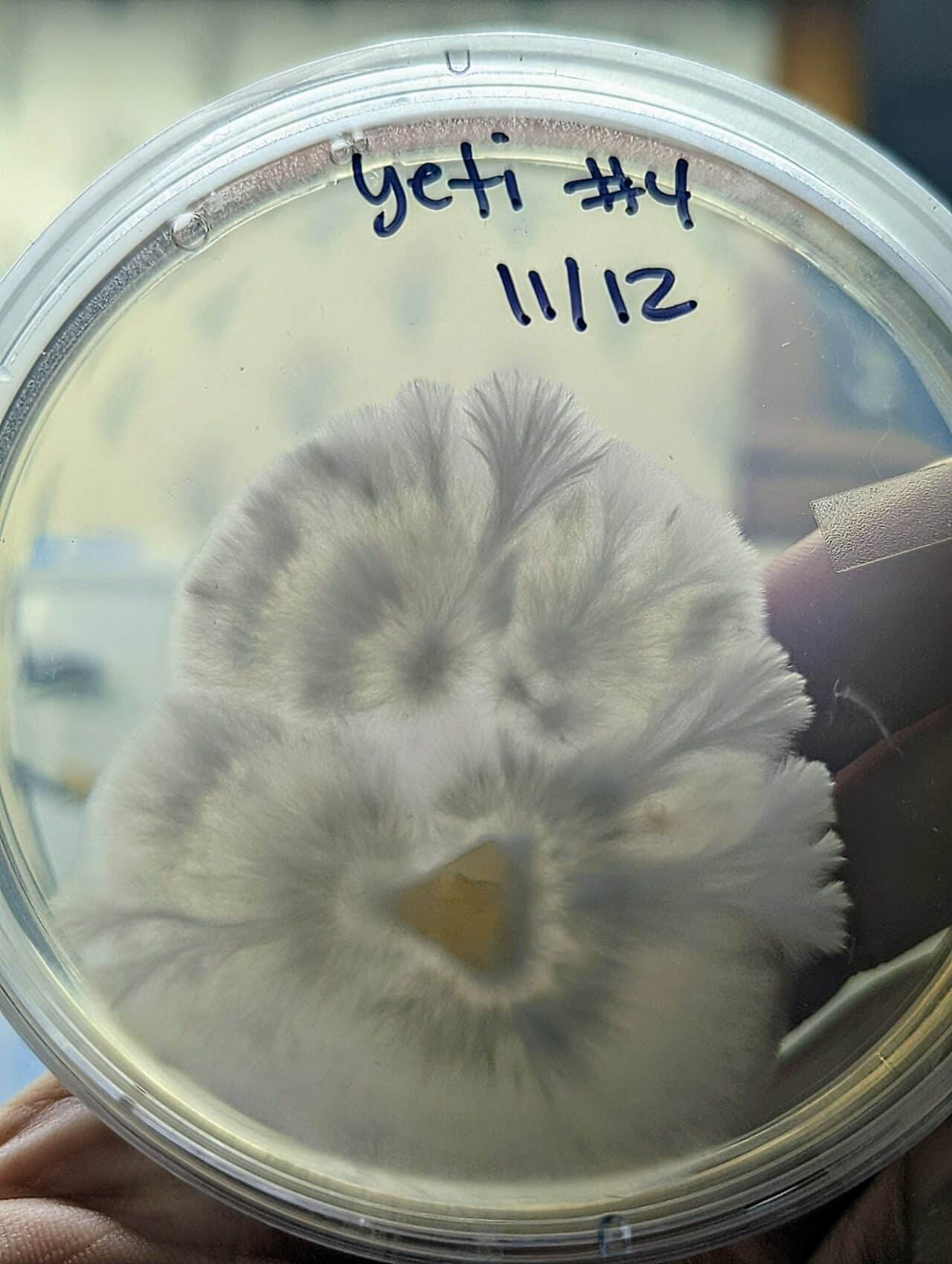 7 Simple Agar Recipes Using Agar Plates for Mushroom Work