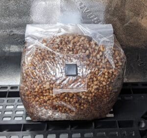 how to inject spores in to grain bag