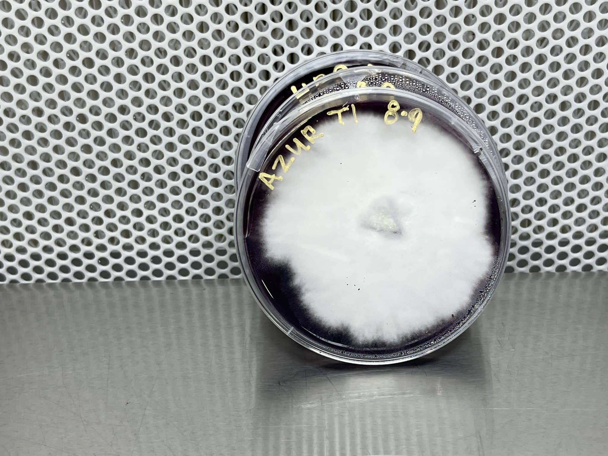 How to store inoculated agar plates