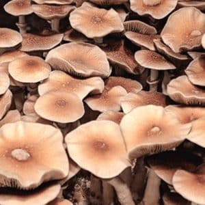 Huautla Magic Mushroom information, p. cubensis Huautla