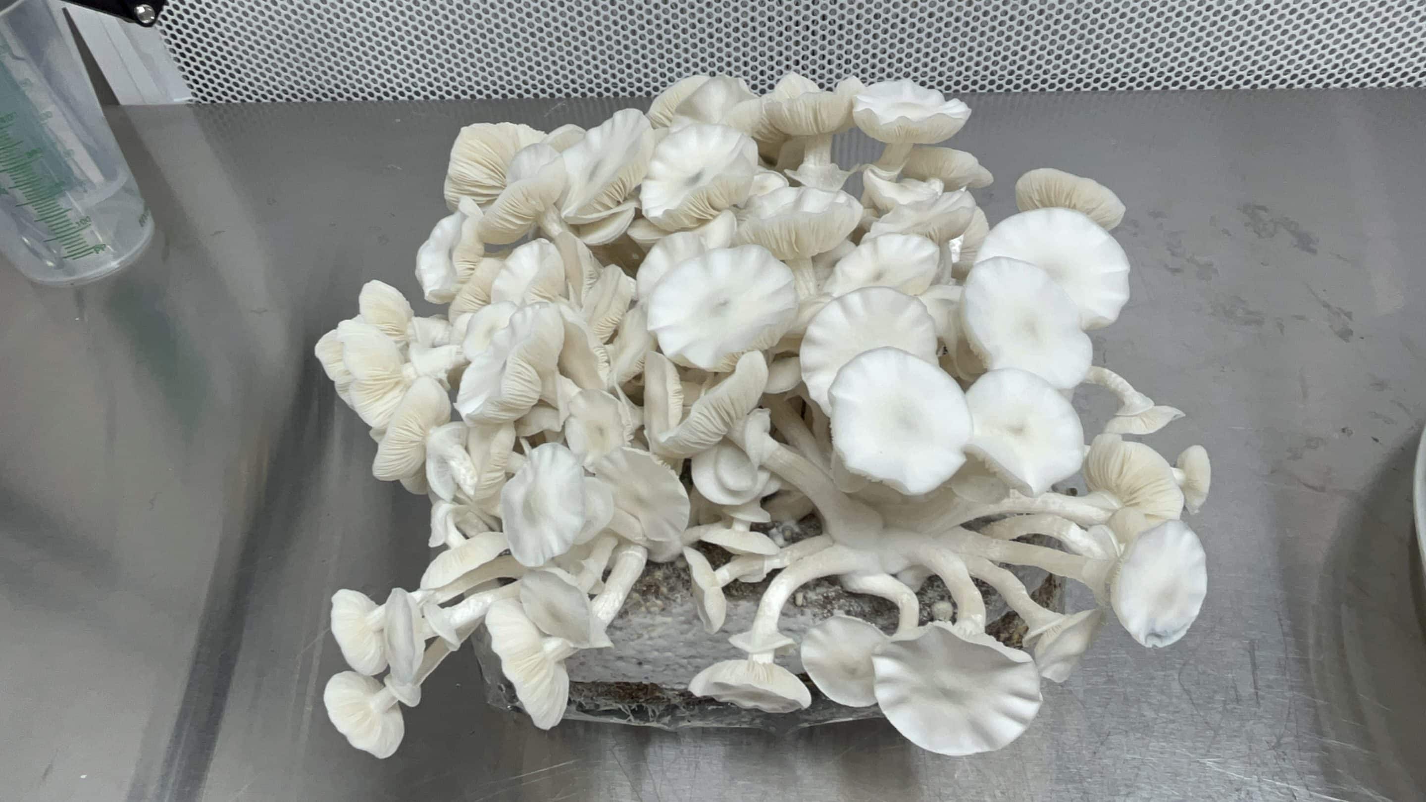 true albino teacher magic mushrooms, tat