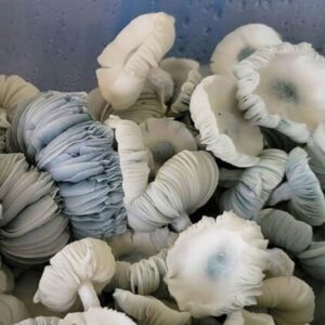 Jack Frost Mushrooms