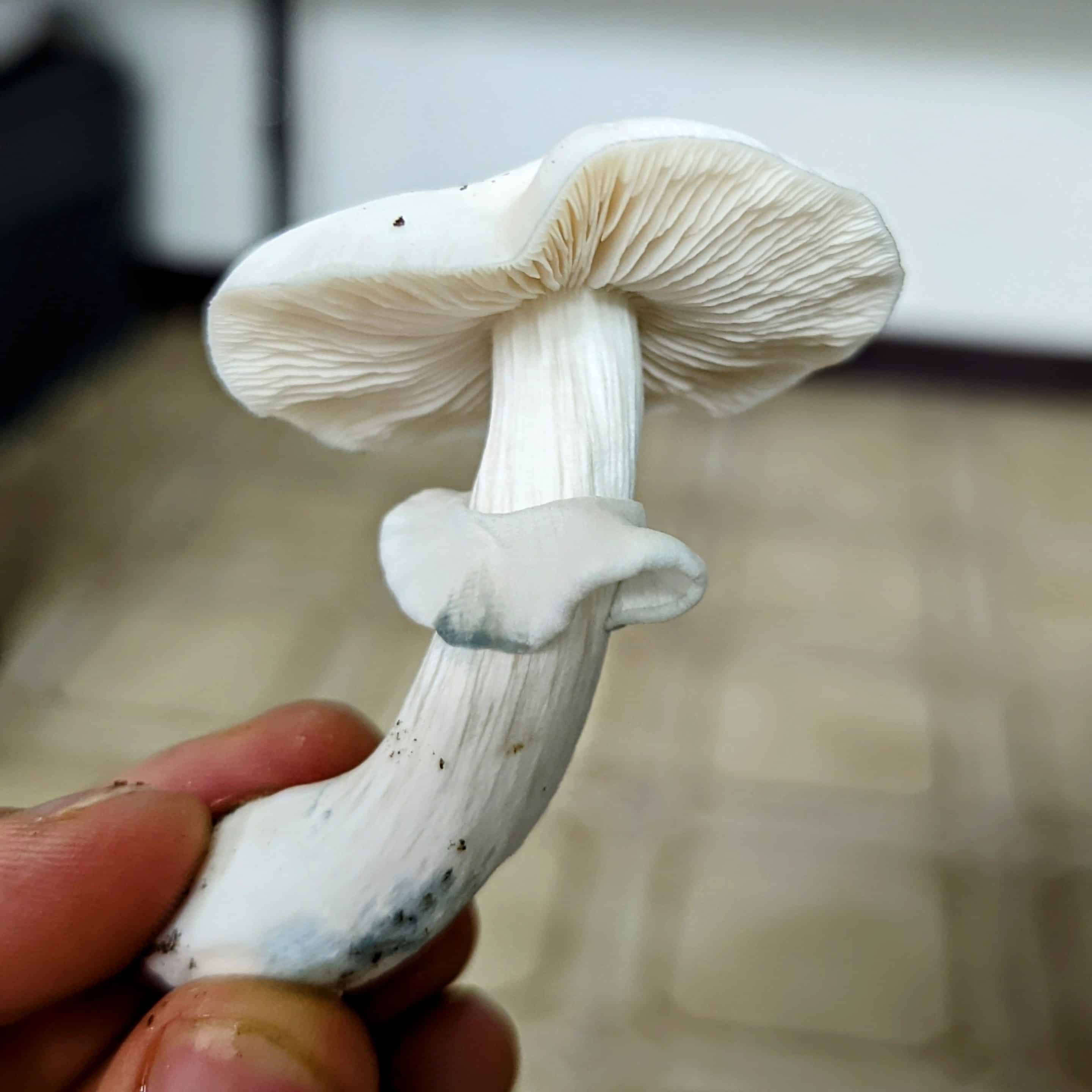 true albino teacher mushroom