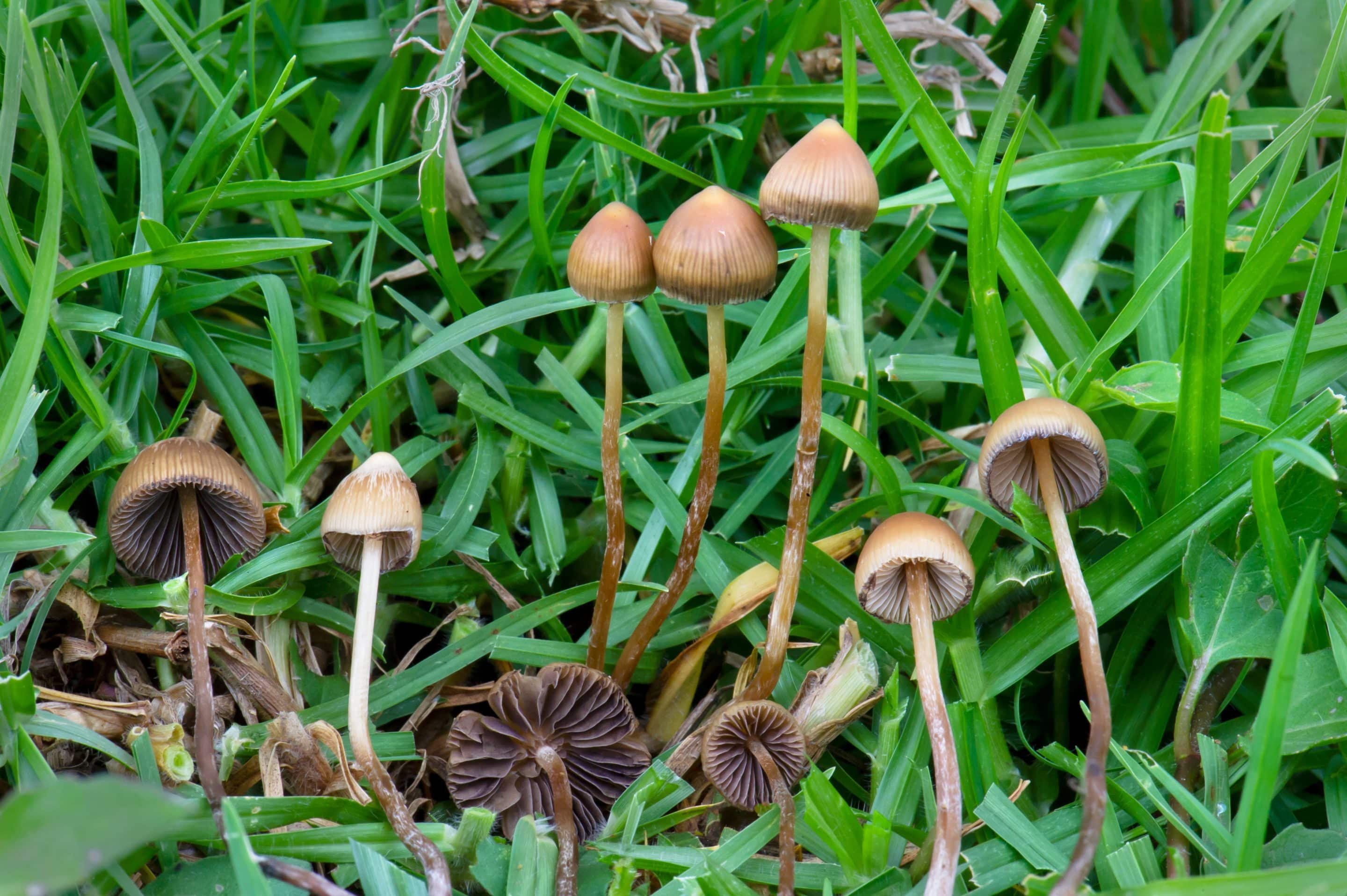 Psilocybe Mexicana: Unraveling the Magic of Mexico’s Ancient Mushroom