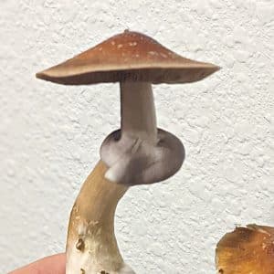 koh samui super strain mushroom