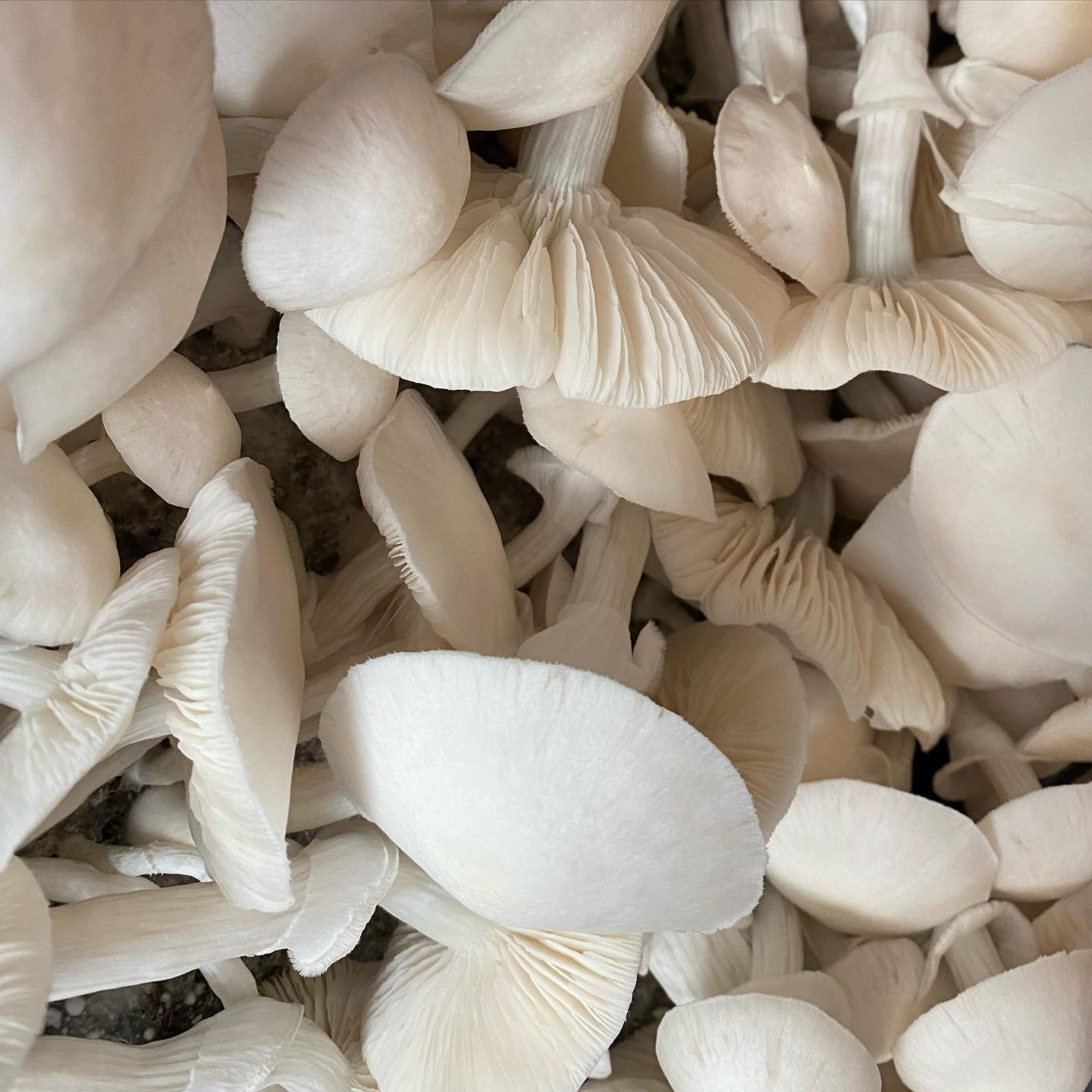 Avery’s Albino mushroom information