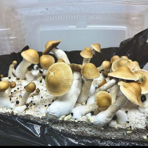 machine elf mushrooms