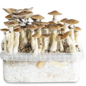 PF Classic Mushroom information, spores