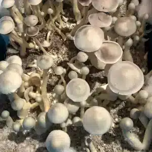 great white monster mushroom spores, p. cubensis great white monster