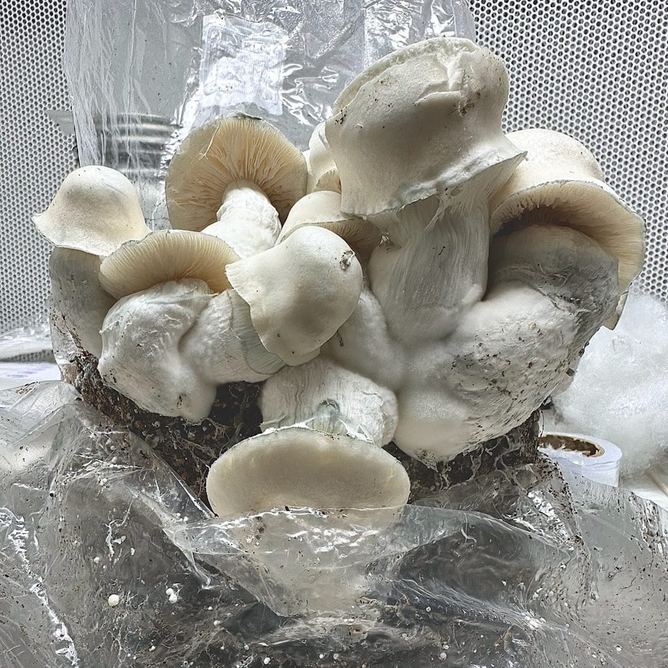Albino Thai Lipa Mushrooms