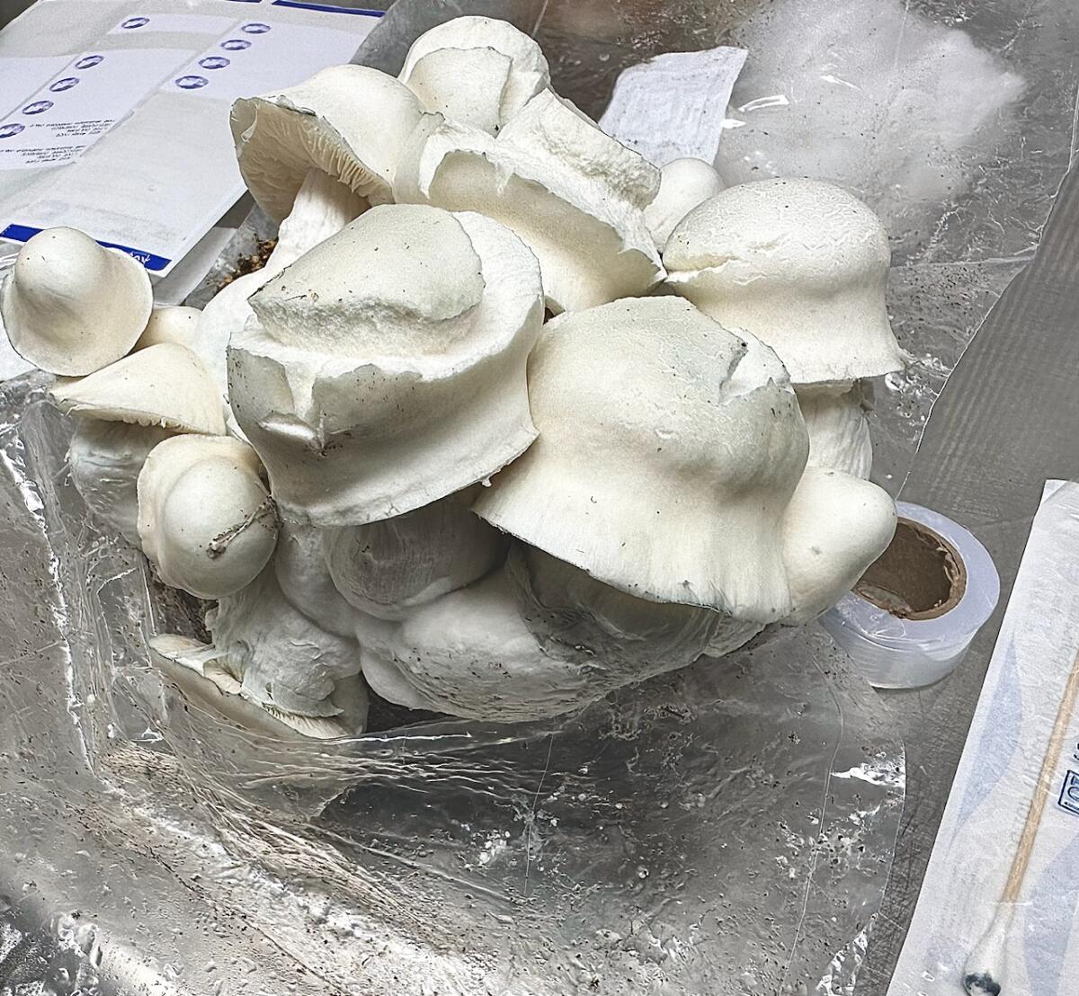 Iceberg magic mushrooms