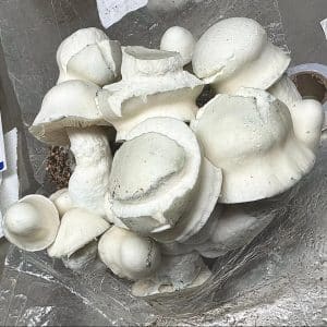 Iceberg Magic Mushrooms