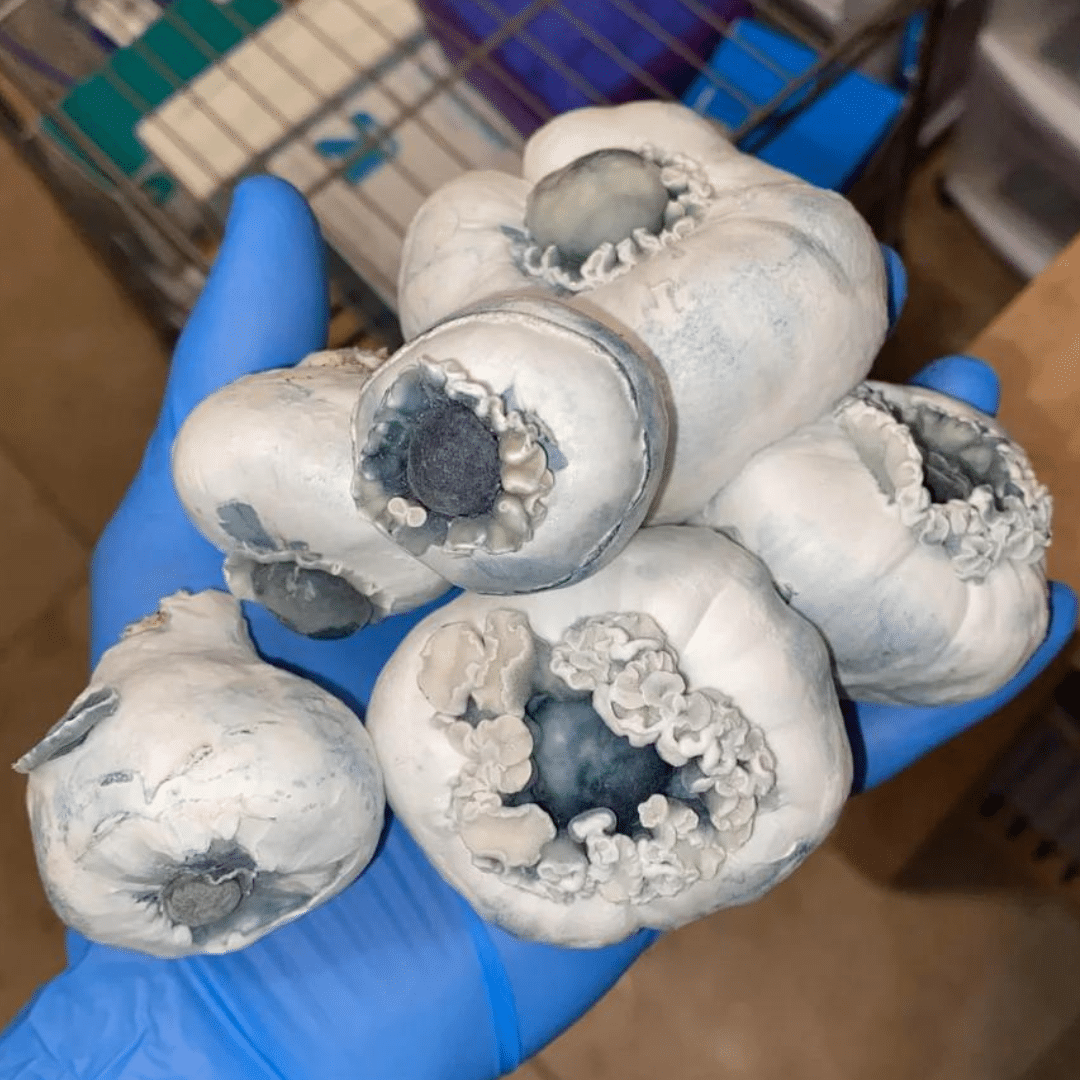Shakti Blue Brain Mushrooms