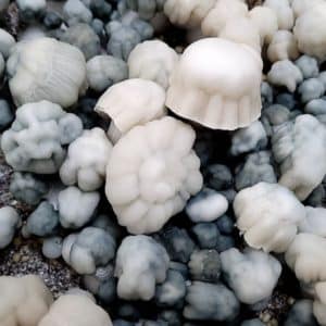 nutcracker magic mushroom strain