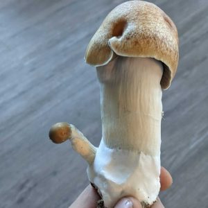 penis envy mushroom