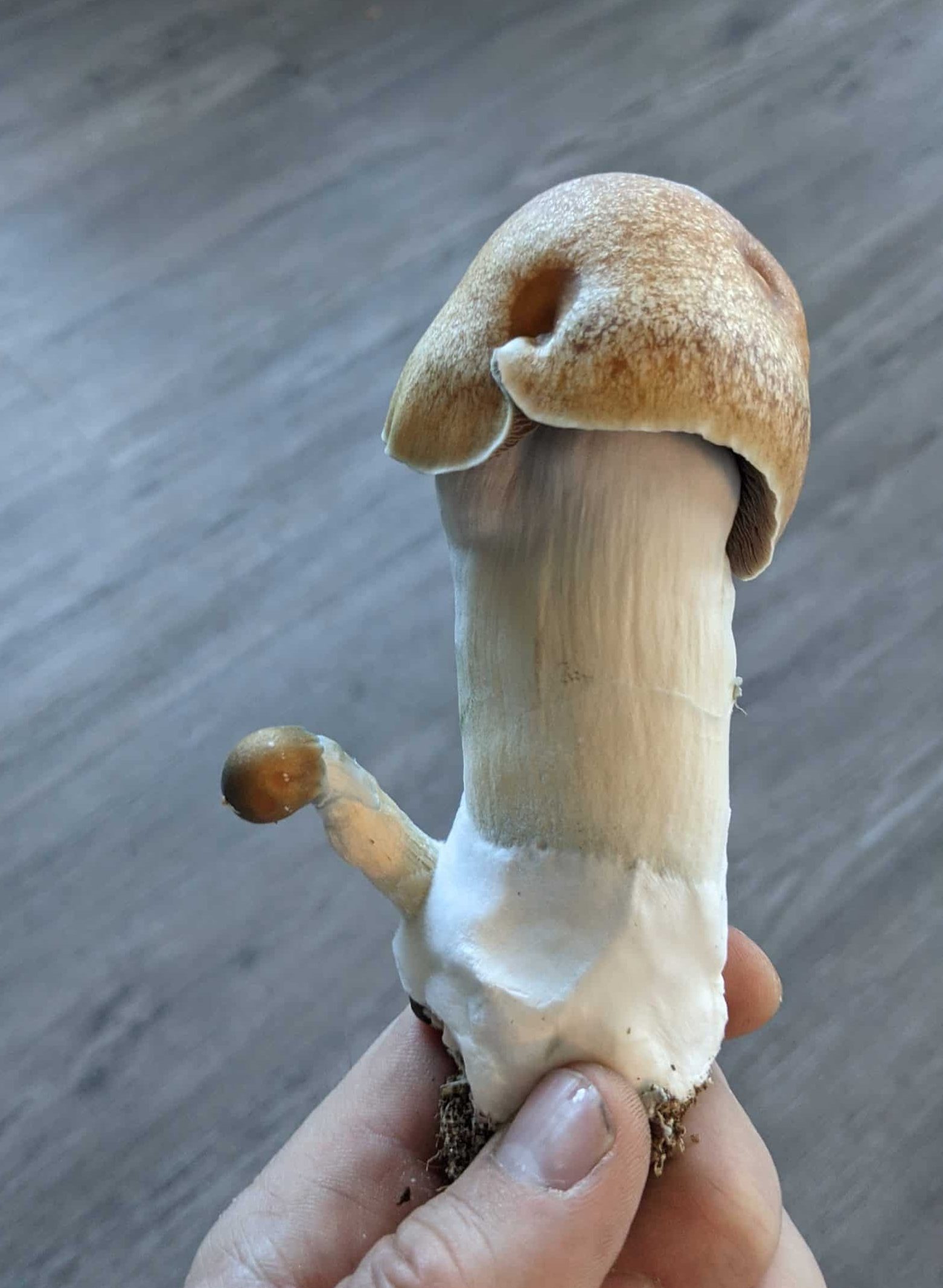 penis envy mushroom