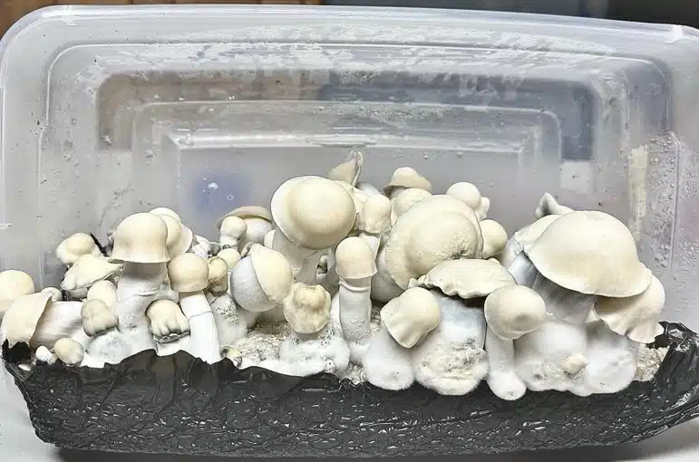 shakti magic mushrooms growing in a tub
