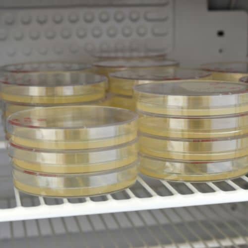 agar plates for mycology