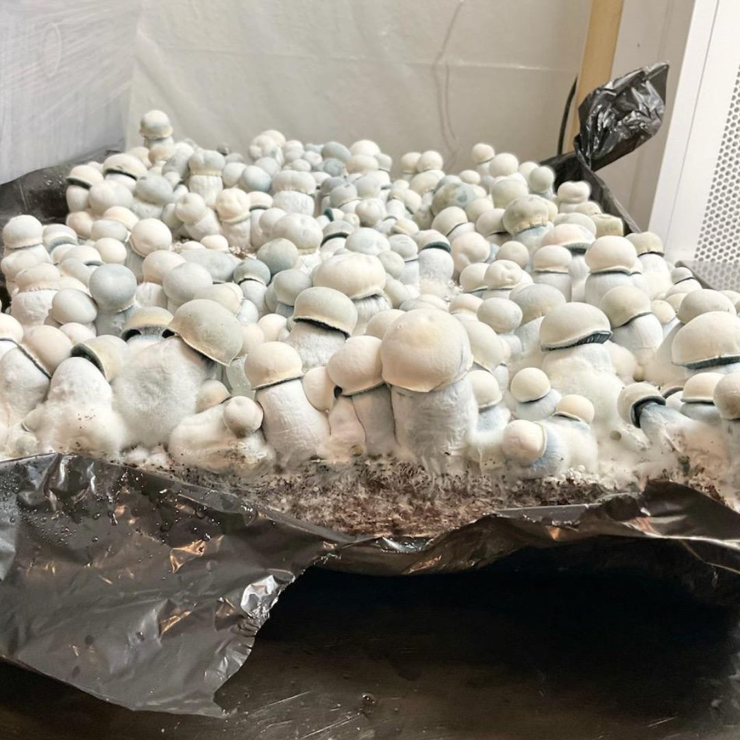 Albino Chodewave ACW Information. P. cubensis