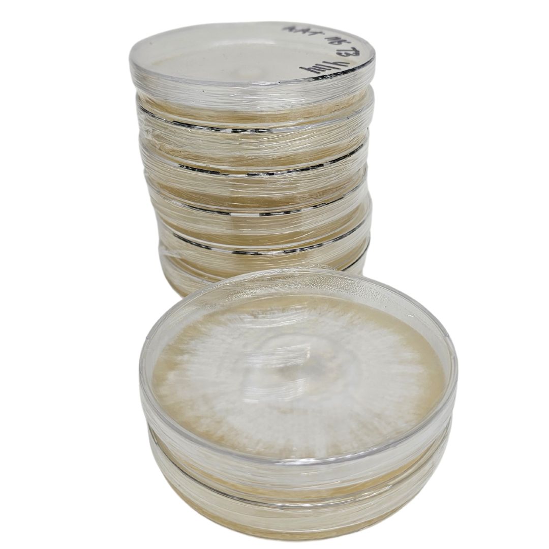 Pre-poured Agar Plates (10 pack) - Image 2