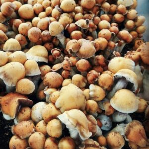 MVP (Most Valuable Producer) P. Cubensis