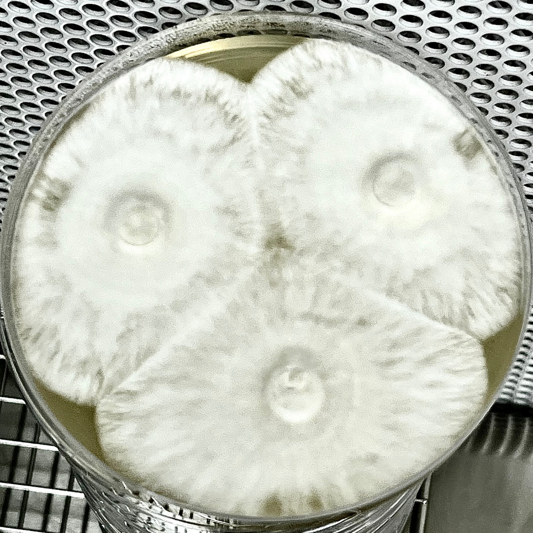 Pre-poured Agar Plates (10 pack) - Image 3