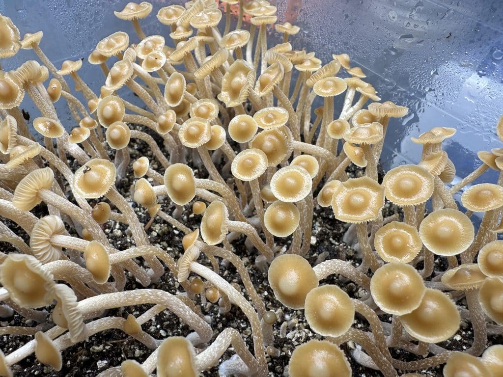 How to grow Psilocybe subtropicalis! This guide covers spawn, substrate, casing, and fruiting conditions for optimal results.