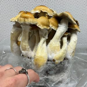 hillbilly pumpkin mushrooms