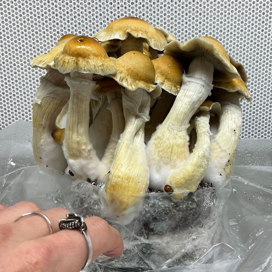 hillbilly pumpkin mushrooms