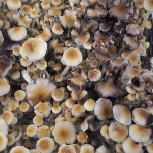 Psilocybe Natalensis