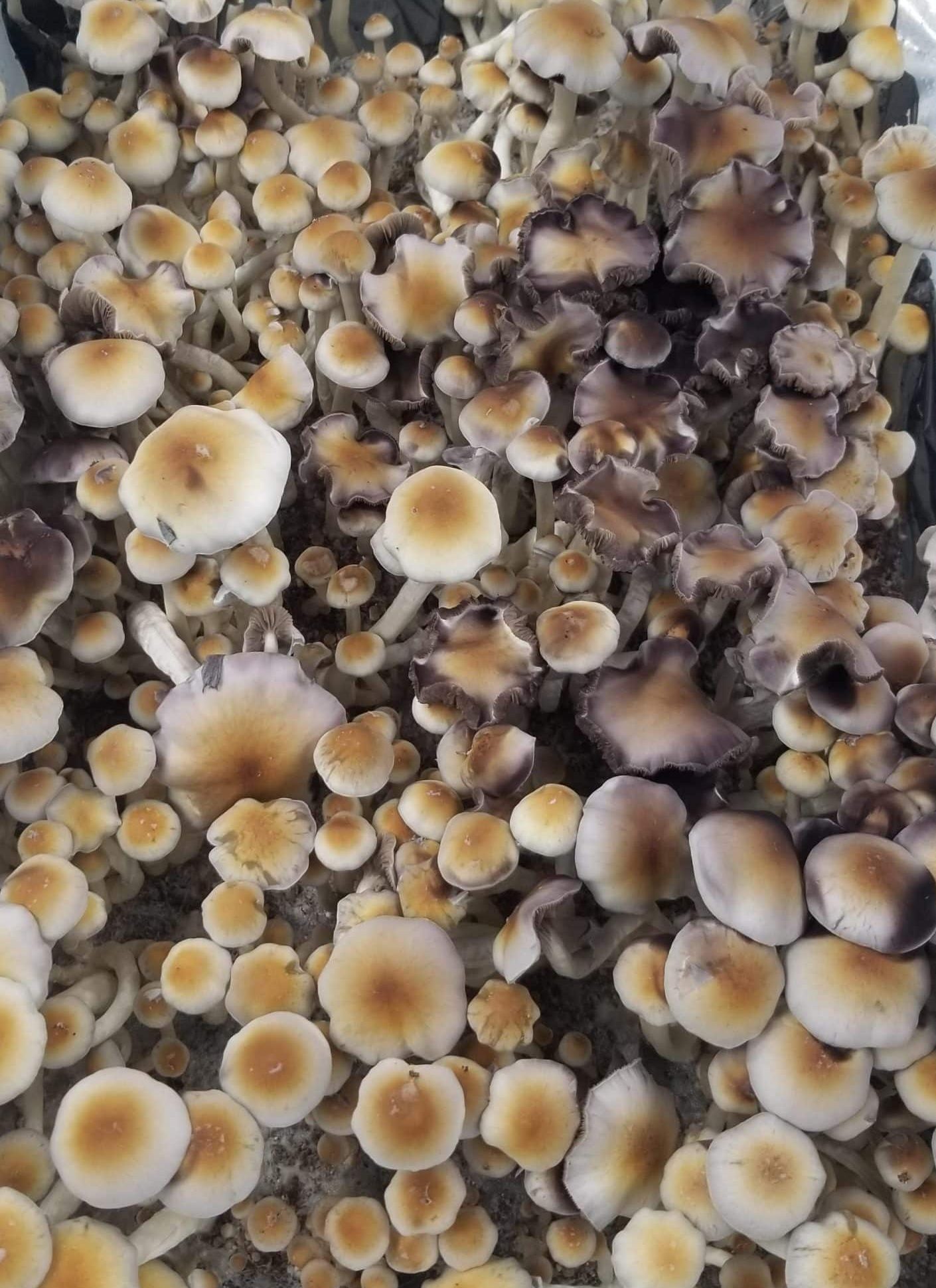 Psilocybe Natalensis