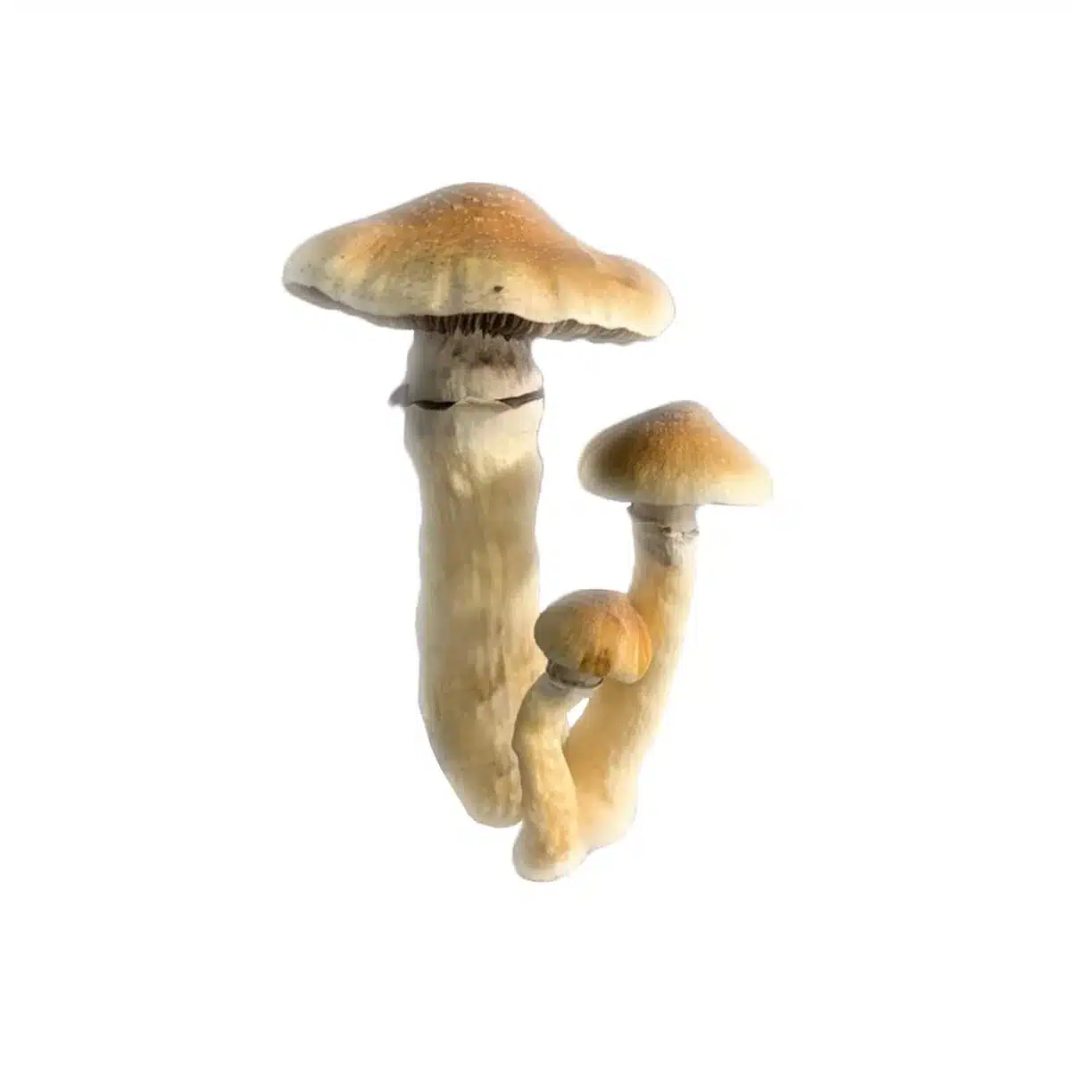 Tidal Wave Mushroom Liquid Culture